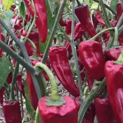 Acı çili lezzeti olan Yidu çili