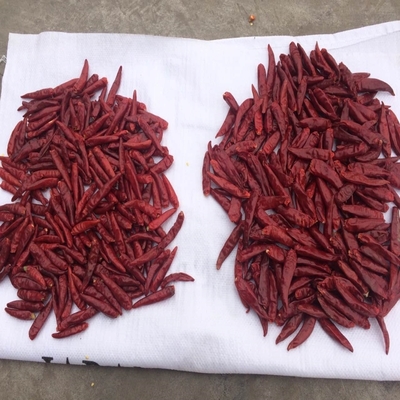 Oda sıcaklığı için küçük Tianjin kırmızı biberleri - Torba ambalajı