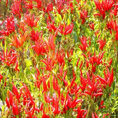 Aromatik ve Tatlı Hava Kurutulmuş Güneş Kurutulmuş Saf Doğal Kırmızı Tatlı Paprika Biber C Vitamini İçinde