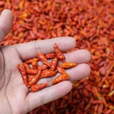 Kırmızı biberli biberli biberli biberli biberli biberli biberli
