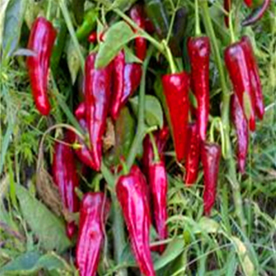 1 Kg Kuru Kuş Gözleri Çili baharatlı lezzet mağazası