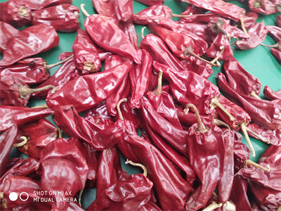 Stemless Yidu Chili 10cm-15cm Kırmızı Jinta Biber Biber