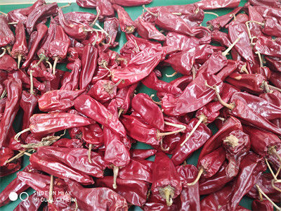 12CM Kuru Kırmızı Biber Bütün Xinglong 10KG Kurutulmuş Asya Biber