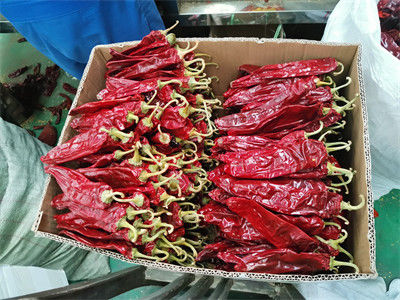Kırmızı Kuru Paprika Biberleri baharat ve baharat tozu gıda malzemeleri için