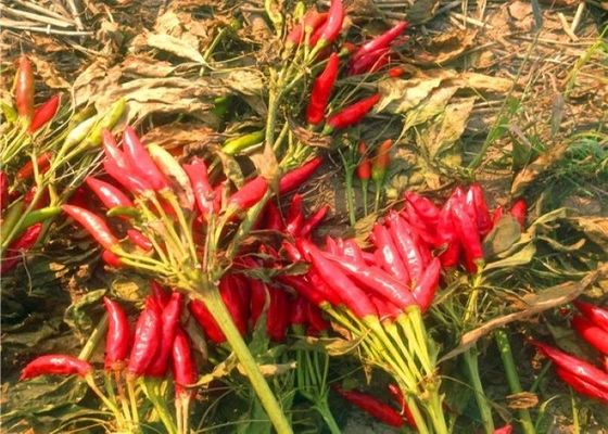 NO Pigment Baharatlı Kurutulmuş Chiles Tamales için Buharla Sterilize Chili Pods