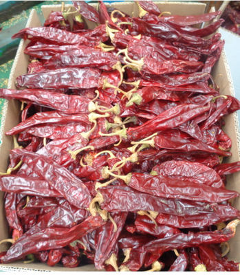 Üst düzey gıda katkı maddesi Çinli Paprika 10-20cm ve Kalite Garanti