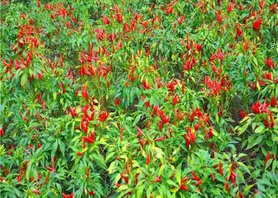 Yeni Ürün Yapon Dondurulmuş Kuş Gözleri Çili Paprika A Sınıfı