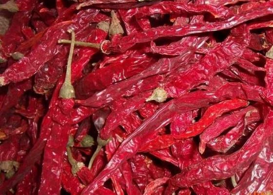 Otentik Çili Biberleri Erjingtiao 8-12% Nem ve Hava Kurutma İşlemi ile Kuru Çili