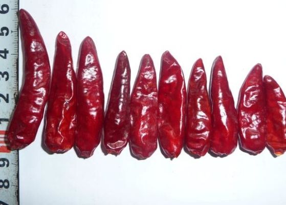 Sichuan Red Bullet Chilli Sapsız Kurutulmuş Acı Biber GMP