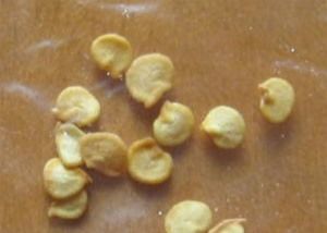 HACCP Baharatlı Kurutulmuş Biber Tohumları 8mm Boyut %5 Nem Sıcak Tat