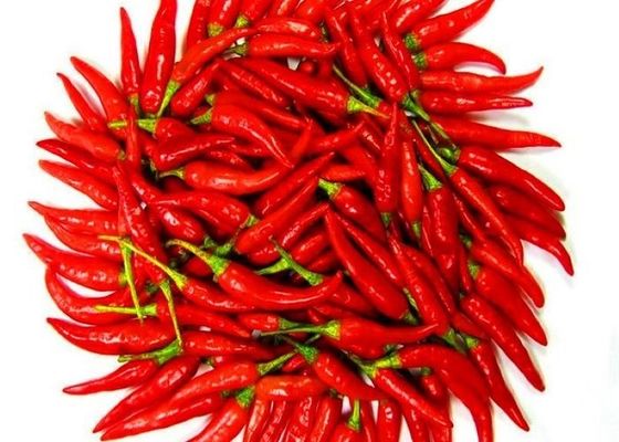 Tek bitkiler baharat %1 maksimum kirlilik içeren kuru kırmızı biber