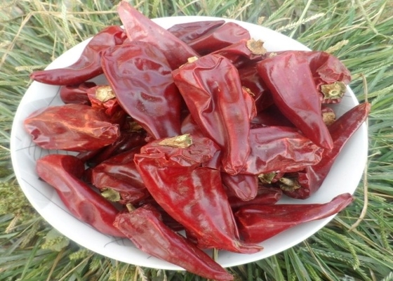 Acı çili lezzeti olan Yidu çili