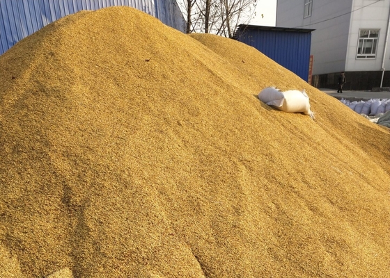 Baharat tozu için SHU5000-15000 Kurutulmuş Tianjin veya Yidu Hibrid Biber Tohumları