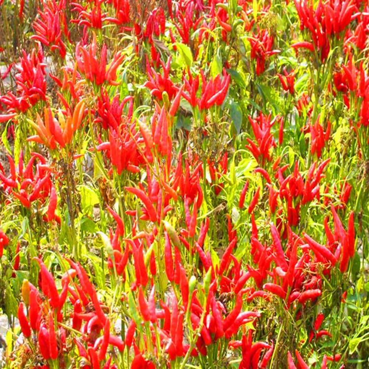 Aromatik ve Tatlı Hava Kurutulmuş Güneş Kurutulmuş Saf Doğal Kırmızı Tatlı Paprika Biber C Vitamini İçinde